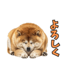 リアルな柴犬！（個別スタンプ：4）