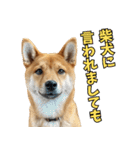 リアルな柴犬！（個別スタンプ：18）