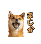 リアルな柴犬！（個別スタンプ：19）