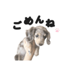 ダックス(チョコダップル)（個別スタンプ：4）