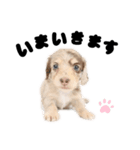 ダックス(チョコダップル)（個別スタンプ：6）