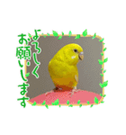 ぼく、ばなな！（個別スタンプ：15）