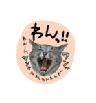 うるたまるみっくすwithういにこ（個別スタンプ：11）