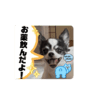 チワワのぎゅうだよ！おじいちゃん犬だよ！（個別スタンプ：5）