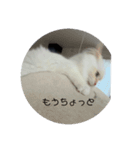 俺の猫 お前の猫（個別スタンプ：8）