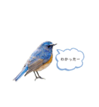 野鳥スタンプ vol.1（個別スタンプ：3）