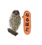 野鳥スタンプ vol.1（個別スタンプ：9）