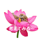 野鳥スタンプ vol.1（個別スタンプ：10）