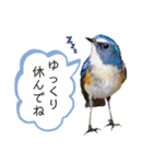 野鳥スタンプ vol.1（個別スタンプ：13）