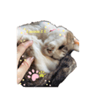 我が家のたからもの♡（個別スタンプ：2）
