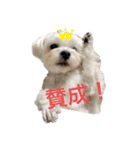 我が家のたからもの♡（個別スタンプ：10）