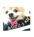 ウニとホタテ①（個別スタンプ：3）