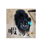 ウニとホタテ①（個別スタンプ：5）