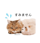 めんまスタンプ(アセリアちゃん)（個別スタンプ：4）