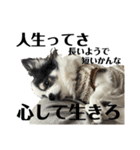 ちくわとほたて（個別スタンプ：3）