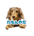 れもんはオシャレじゃないwithワンズ（個別スタンプ：18）