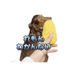 れもんはオシャレじゃないwithワンズ（個別スタンプ：19）