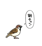 しゃべるスズメ（個別スタンプ：1）