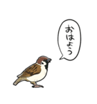 しゃべるスズメ（個別スタンプ：11）