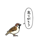 しゃべるスズメ（個別スタンプ：30）