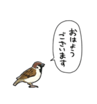 しゃべるスズメ（個別スタンプ：34）