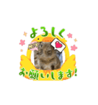 ちくわくん（デグー）（個別スタンプ：16）