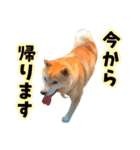 柴犬ちゃっぴー（個別スタンプ：13）