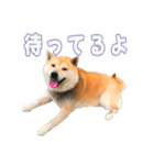 柴犬ちゃっぴー（個別スタンプ：16）