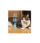 猫のスタンプ(関西弁)（個別スタンプ：1）