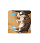 猫のスタンプ(関西弁)（個別スタンプ：2）