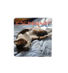 猫のスタンプ(関西弁)（個別スタンプ：3）