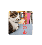 猫のスタンプ(関西弁)（個別スタンプ：4）