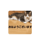 猫のスタンプ(関西弁)（個別スタンプ：5）