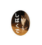 猫のスタンプ(関西弁)（個別スタンプ：6）