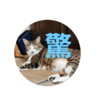 猫のスタンプ(関西弁)（個別スタンプ：7）