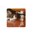 猫のスタンプ(関西弁)（個別スタンプ：10）