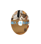 猫のスタンプ(関西弁)（個別スタンプ：11）
