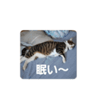猫のスタンプ(関西弁)（個別スタンプ：12）