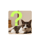 猫のスタンプ(関西弁)（個別スタンプ：13）