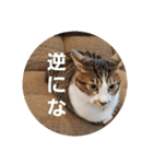 猫のスタンプ(関西弁)（個別スタンプ：14）