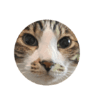 猫のスタンプ(関西弁)（個別スタンプ：16）