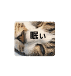 猫のスタンプ(関西弁)（個別スタンプ：17）
