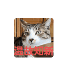 猫のスタンプ(関西弁)（個別スタンプ：19）