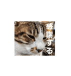 猫のスタンプ(関西弁)（個別スタンプ：20）