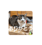 猫のスタンプ(関西弁)（個別スタンプ：21）