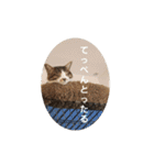 猫のスタンプ(関西弁)（個別スタンプ：22）
