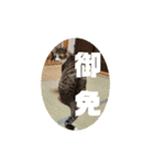 猫のスタンプ(関西弁)（個別スタンプ：23）