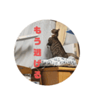 猫のスタンプ(関西弁)（個別スタンプ：25）