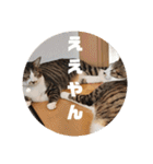 猫のスタンプ(関西弁)（個別スタンプ：26）
