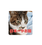 猫のスタンプ(関西弁)（個別スタンプ：27）